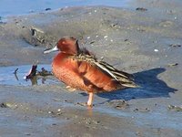 Cinnamon Teal - Anas cyanoptera