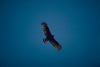 Zone-tailed Hawk - Buteo albonotatus