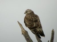 Rough-legged Hawk - Buteo lagopus