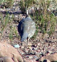 Scaled Quail - Callipepla squamata