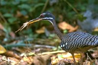 Sunbittern - Eurypyga helias