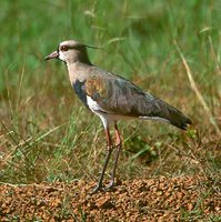 Southern Lapwing - Vanellus chilensis