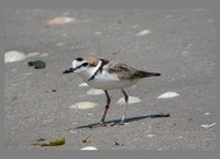 Malaysian Plover - Charadrius peronii