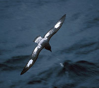 Cape Petrel (Daption capense) photo