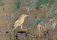 Little Bittern (Ixobrychus minutus) photo