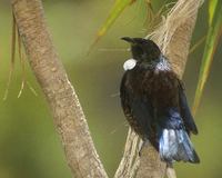 Tui (Prosthemadera novaseelandiae) photo