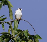 Pearl Kite (Gampsonyx swainsonii) photo