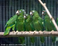 Puerto Rican Parrot - Amazona vittata