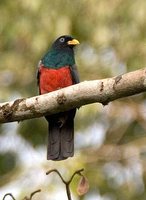 White-eyed Trogon - Trogon comptus