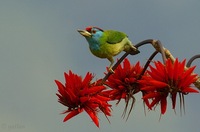 Blue-throated Barbet - Megalaima asiatica