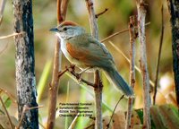 Pale-breasted Spinetail - Synallaxis albescens