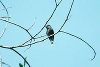 Blackish Pewee - Contopus nigrescens