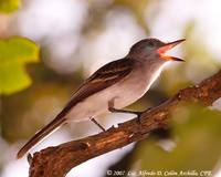 Puerto Rican Flycatcher - Myiarchus antillarum