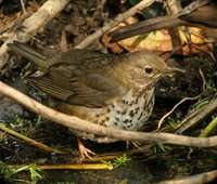 Gray-backed Thrush - Turdus hortulorum