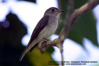 Asian Brown Flycatcher - Muscicapa dauurica