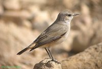 Red-tailed Wheatear - Oenanthe xanthoprymna