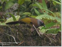 Chestnut-crowned Laughingthrush - Garrulax erythrocephalus