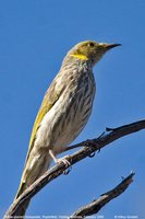 Yellow-plumed Honeyeater - Lichenostomus ornatus