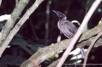 Helmeted Friarbird - Philemon buceroides