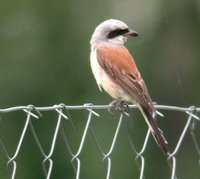 Red-backed Shrike - Lanius collurio