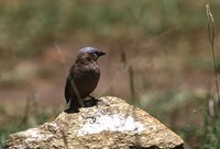 Gray-headed Social-Weaver - Pseudonigrita arnaudi