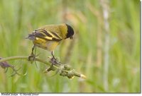 Hooded Siskin - Carduelis magellanica