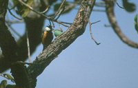 Coal-crested Finch - Charitospiza eucosma