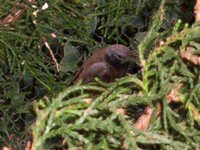 Dark-throated Seedeater - Sporophila ruficollis