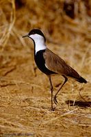 Spur-winged Plover