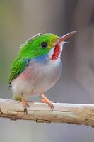 Cuban Tody, Soplillar, Zapata Swamp, Cuba, February 2005 - click on image for a larger view