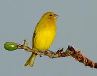 Saffron finch
