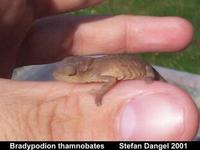 Bradypodion thamnobates