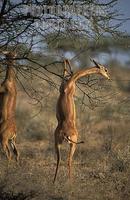 Gerenuk standing on its hind legs to browse , Litocranius walleri , Samburu National Reserve , K...