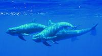 melon-headed whale (Peponocephala electra), Palmyra Atoll