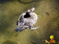 Blue-billed Duck female