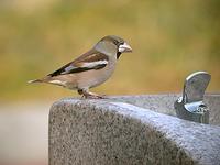 콩새 Coccothraustes coccothraustes | hawfinch