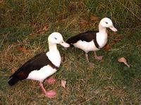 RADJAH SHELDUCK Tadorna radjah radjah