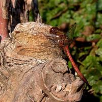 Common Darter (Sympetrum striolatum)