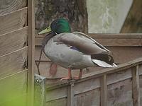 Mallard