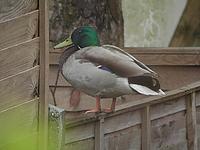 Mallard