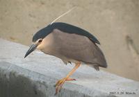 Black-Crowned Night Heron Nycticorax nycticorax 해오라기