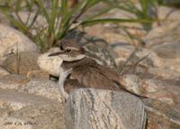 Long-Billed Linged Plover Charadrius placidusus 흰목물떼새