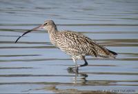 Australian Curlew Numenius madagascariensis 알락꼬리마도요