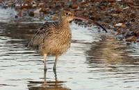 Numenius madagascariensis , 알락꼬리마도요 - Far Eastern Curlew