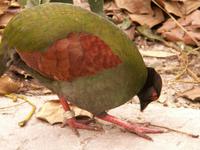 Crested Wood Partridge