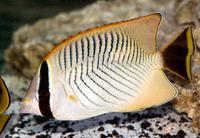 Picture of a Chevron Butterflyfish, Chaetodon trifascialis