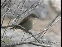 Gobemouche nain (Ficedula parva)