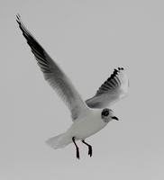 Black-headed Gull (Larus ridibundus)