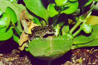 : Adenomera martinezi