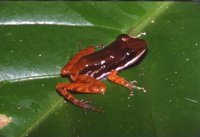 : Craugastor talamancae